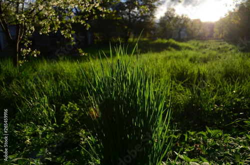 field with fresh green grass in the sunset light