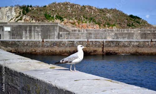 Gaviota en el cantábrico