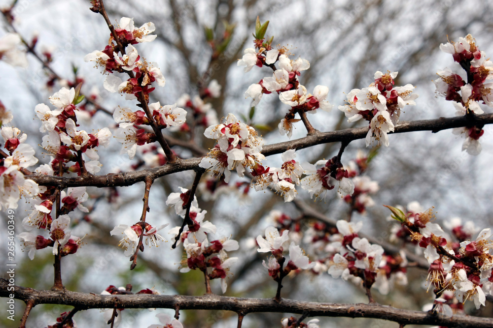 Fruit trees blooming in white in early spring in the garden on a sunny day. Fruit trees blooming in white in early spring in the garden on a sunny day.