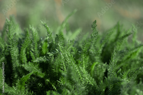Green healing herb Achillea millefolium