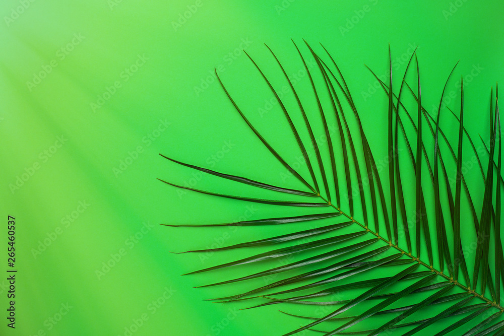 Obraz premium Tropical plant with sun light on green background . Summer colour flatlay