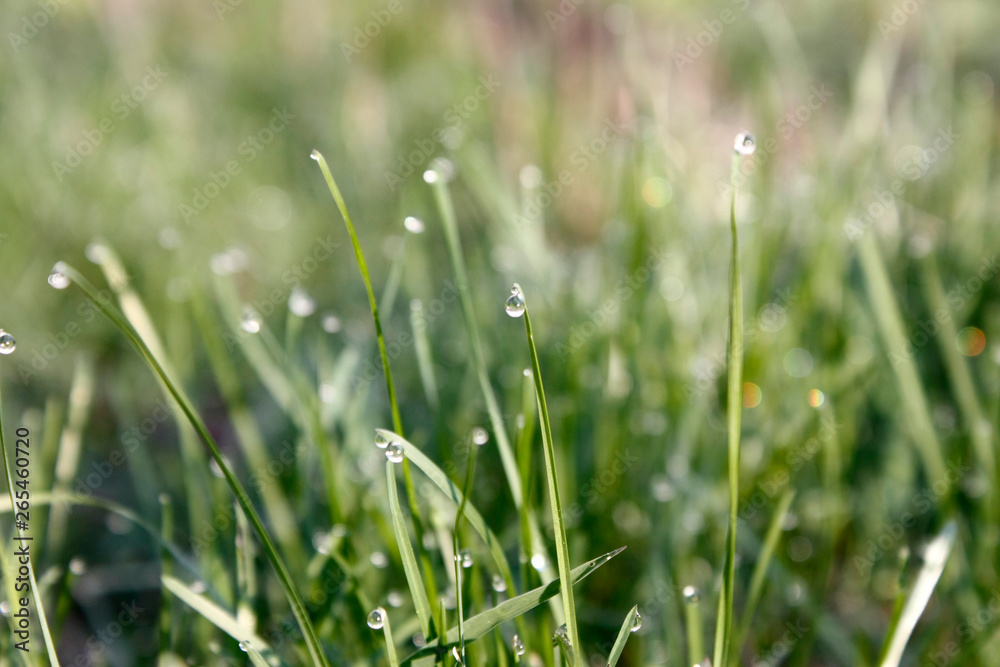 Morning green meadow in spring with green grass covered with dew drops, close-up