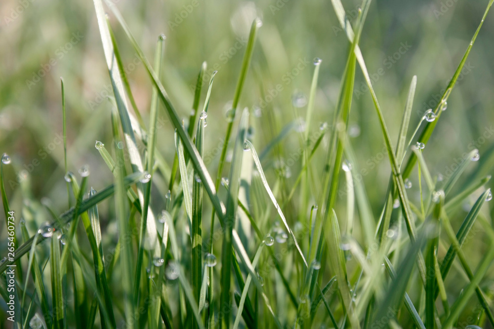 Morning green meadow in spring with green grass covered with dew drops, close-up Morning green meadow in spring with green grass covered with dew drops, close-up
