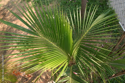 Kleine Kokos Palme von oben Aufgenommen