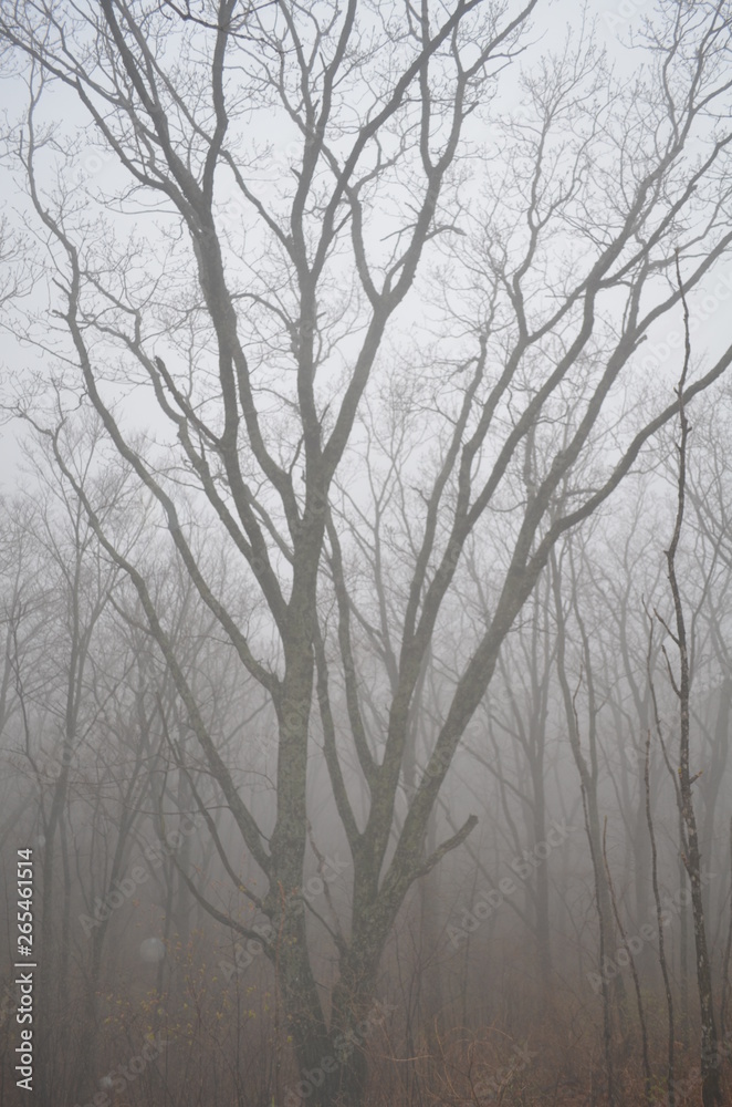 tree in fog tree in fog