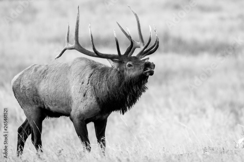 Bull Elk Monochrome