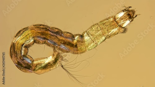 insect larva Chironomidae under the microscope, distributed at the bottom of ponds, are indicators of water, food for fish and used by fishermen, diverse life in colors 4K photo