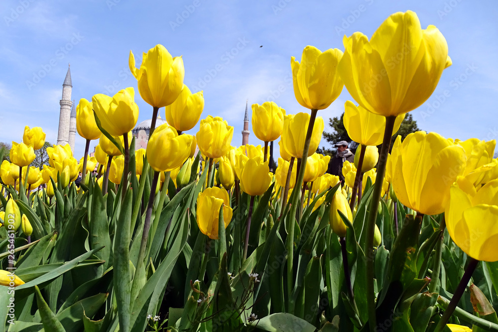 Obraz premium Yellow tulips in the garden of the Blue Mosque 
