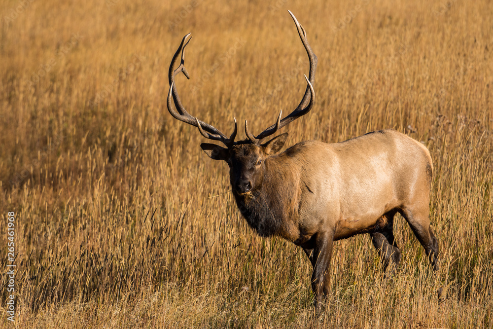 Bull Elk
