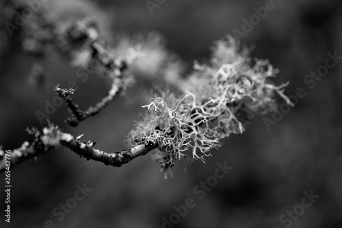 Moss on tree in forest on background,close up