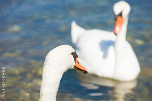 Bilice  Sibenik-Knin  Croatia - A swan cob looking at a swan pen
