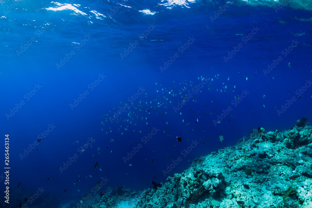 Underwater wildlife with school fish in ocean at reef
