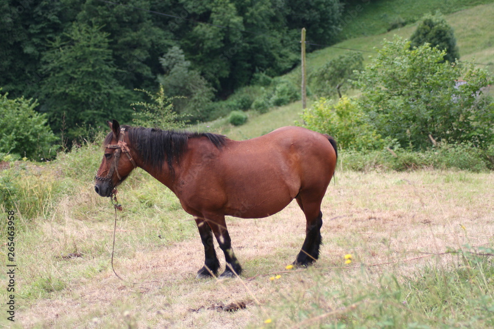 Fototapeta premium Caballos