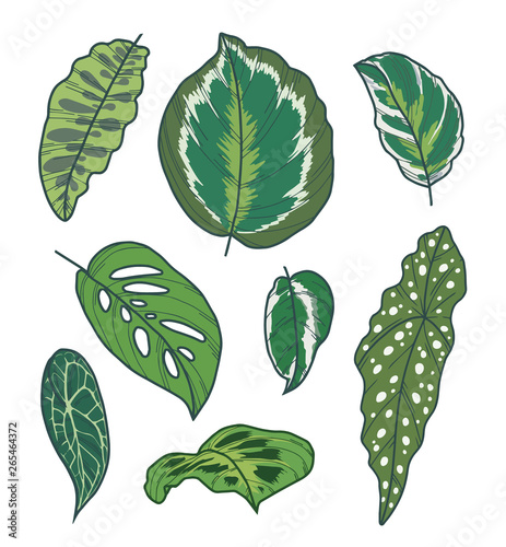 Drawn vector art collection with different exotic houseplant leaves like Begonia, Calathea or Pothos