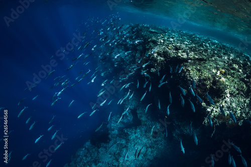 Underwater wildlife with school tuna fish in ocean at reef