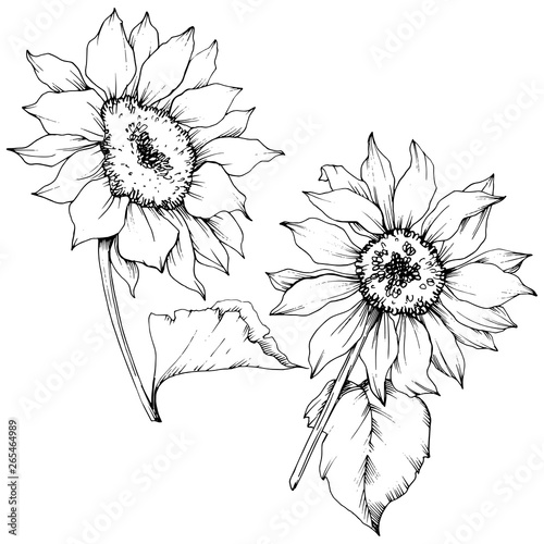 Vector Sunflower floral botanical flowers. Black and white engraved ink art. Isolated sunflower illustration element.