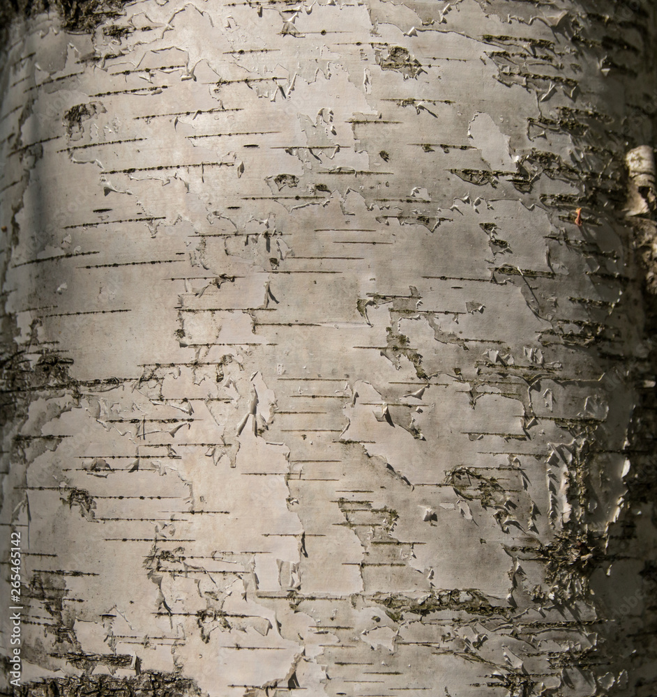 Obraz premium Birch tree bark texture natural background