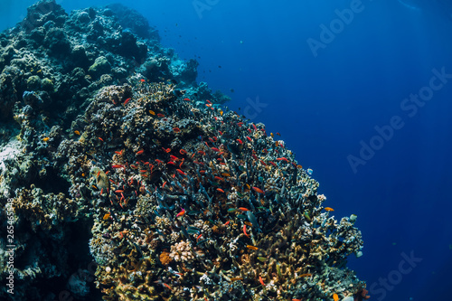 Underwater world with corals and school of colorful tropical fish.