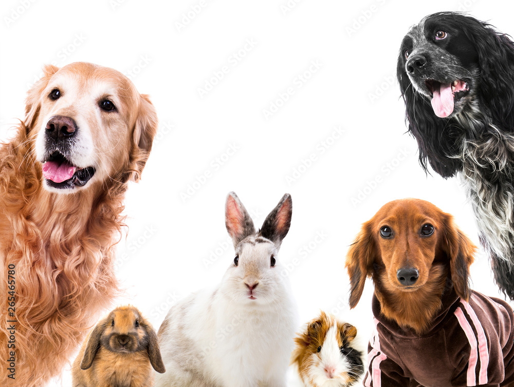 Group of cute fluffy animals Group of cute fluffy animals
