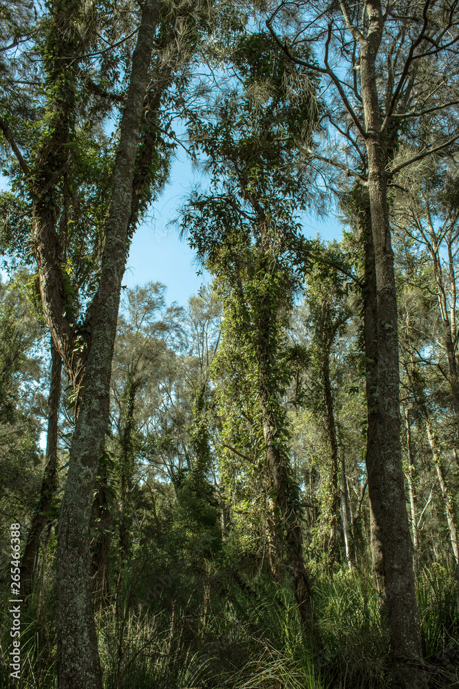 tall trees forest bush nature greenery wood leaves tall trees forest bush nature greenery wood leaves