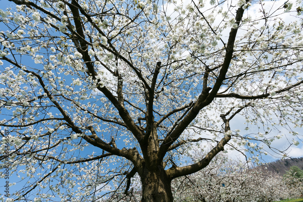 view of a blossoming cherry tree under a bright blue sky