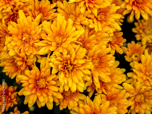 Bouquet of Yellow Orange Chrysanthemum Flowers blooming