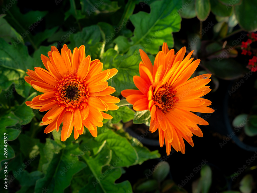 Orange Gerbera Flowers Blooming from Pots Orange Gerbera Flowers Blooming from Pots
