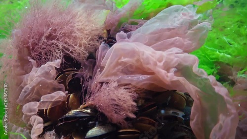 Mussels surrounded by green and red algae on the seabed in the Black Sea. Underwater landscape. photo