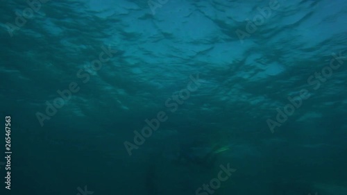 Wallpaper Mural A hand held wide shot of some people swimming the surface of the ocean with the waves and the sun shining makes it quite unclear and fuzzy. Torontodigital.ca