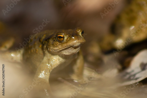Common frog walking, with everything around it blurry due to shallow depth of field.