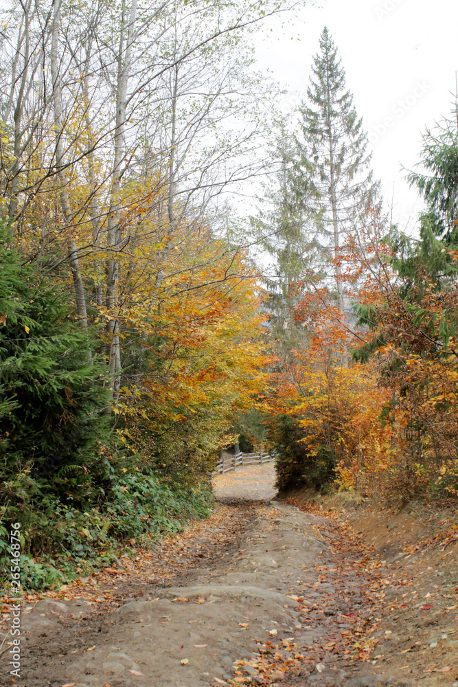 forest in mountains autumn 