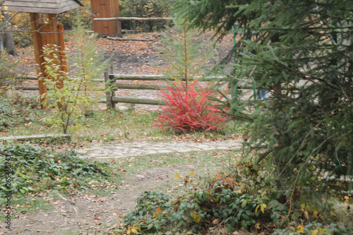 forest in mountains autumn 