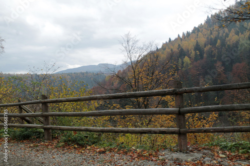 forest in mountains autumn 