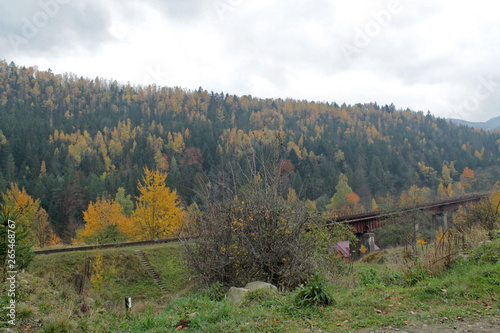 forest in mountains autumn 