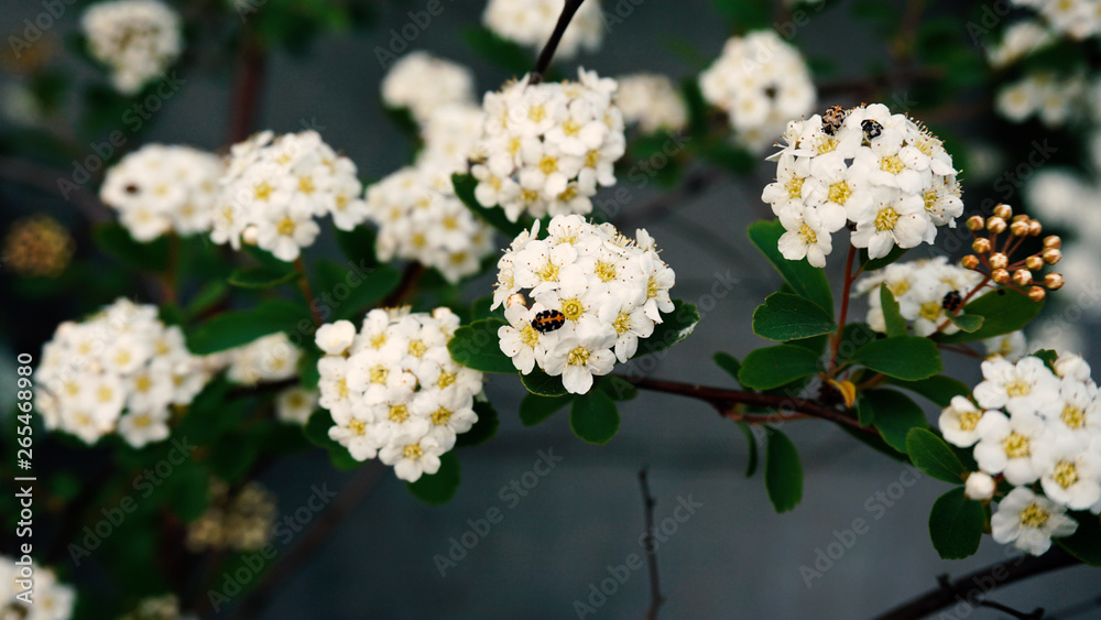 white flowers in garden white flowers in garden