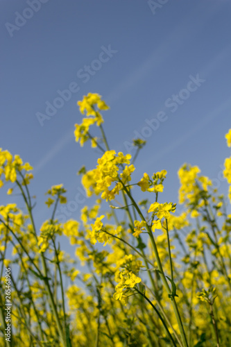 Blooming rapeseed fields and details of a flower. Sky in background.