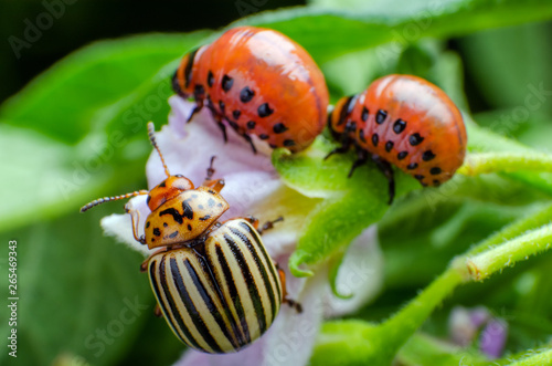 Fotografie Colorado potato beetle and red larva crawling and eating potato leaves