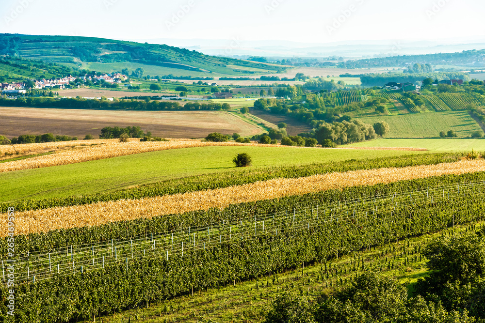 Sunny fields of Moravia