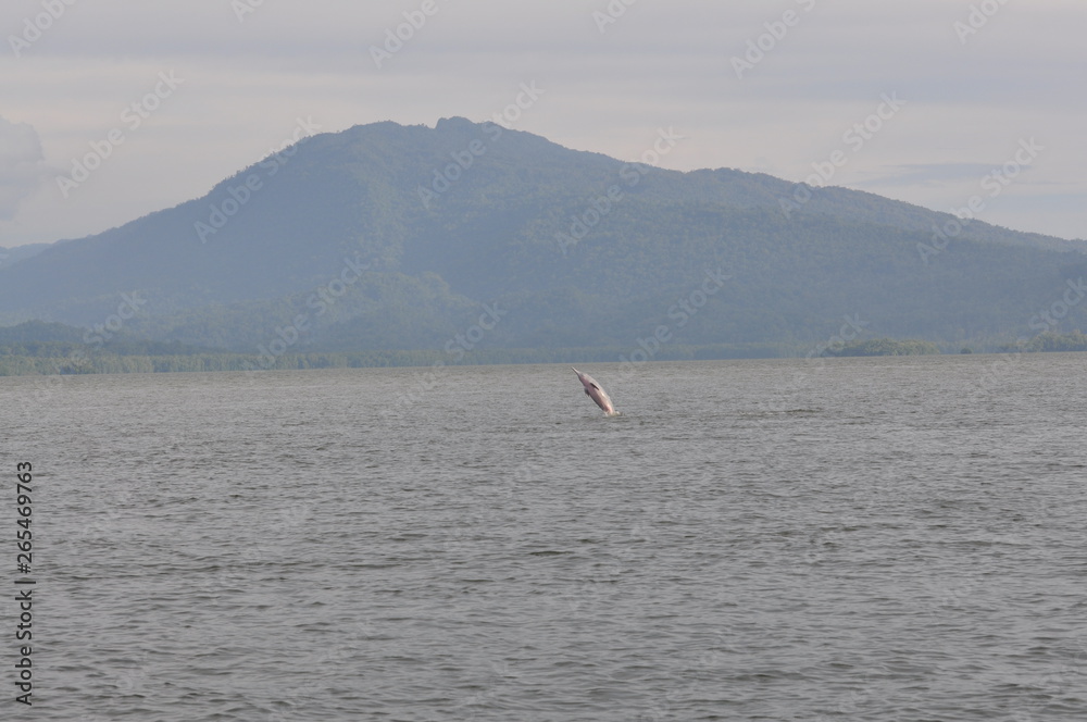 Obraz premium Sousa sahulensis