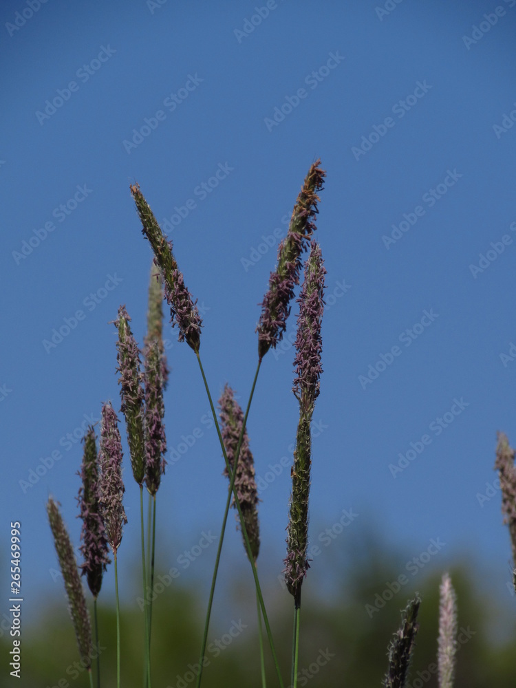 Fototapeta premium ears of wheat