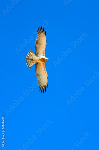 Snake Eagle is flying. Blue sky background. Bird: Short toed Snake Eagle. Circaetus gallicus.  photo