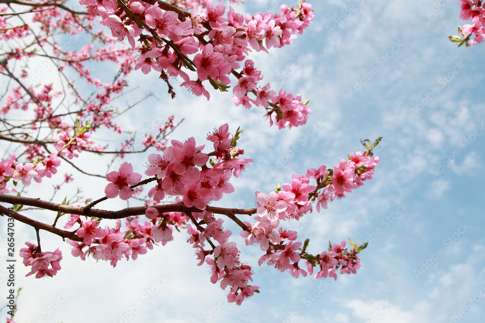 luxurious peach blossoms in spring luxurious peach blossoms in spring