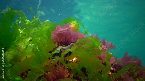 Red, green and brown algae on the seabed in the Black Sea (Porphyra,  Enteromorpha, Ulva). Underwater landscape in the Black Sea. photo