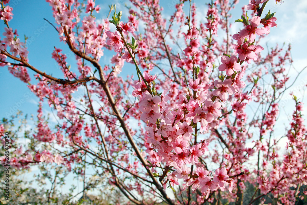 luxurious peach blossoms in spring luxurious peach blossoms in spring