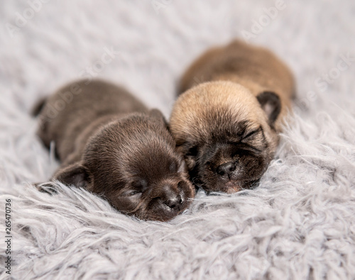 Little chihuahua breed puppies on coverlet © tan4ikk