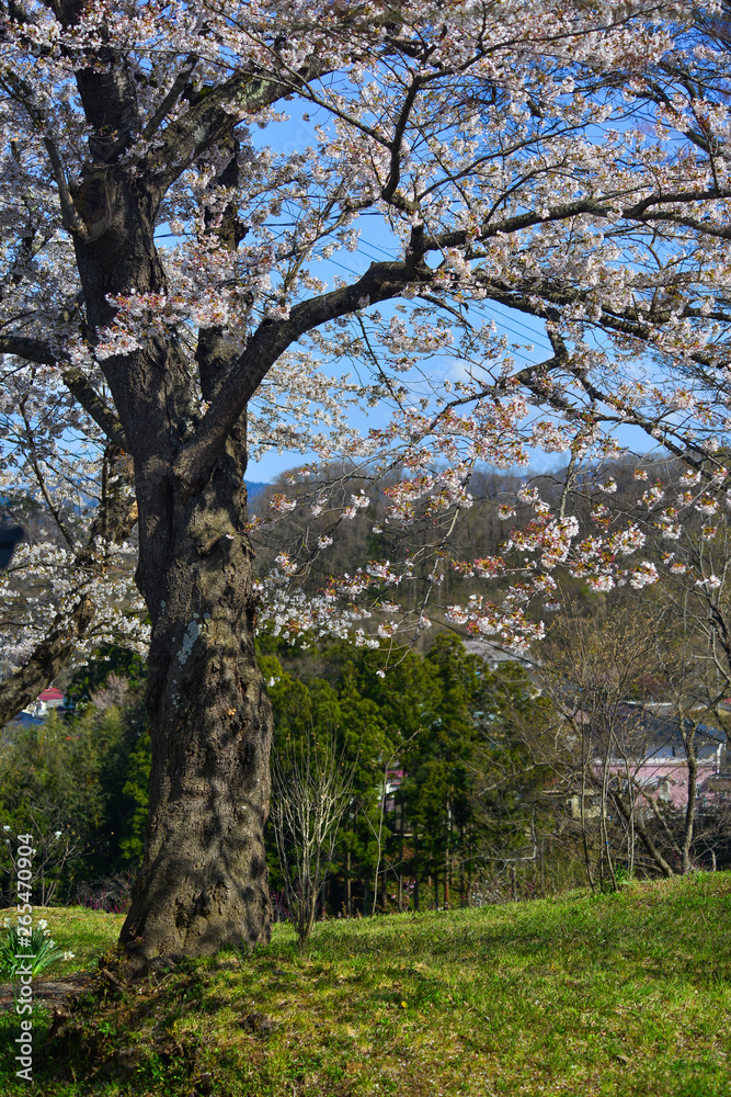 Cherry blossom in Fukushima, Japan