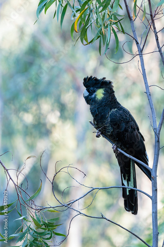 A group of Yellow-tailed Black Cockatoos eating and calling at Red Hill Nature Reserve, Australia on a morning in April 2019