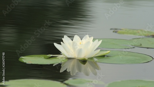 White waterlily with reflection on water