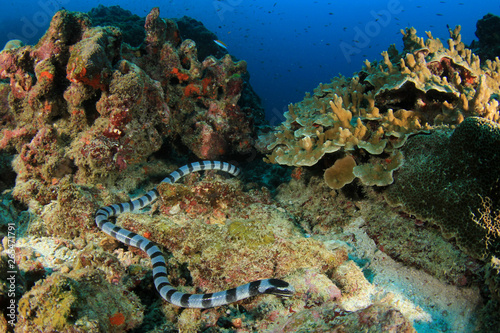 Photography Banded Sea Krait (Snake)