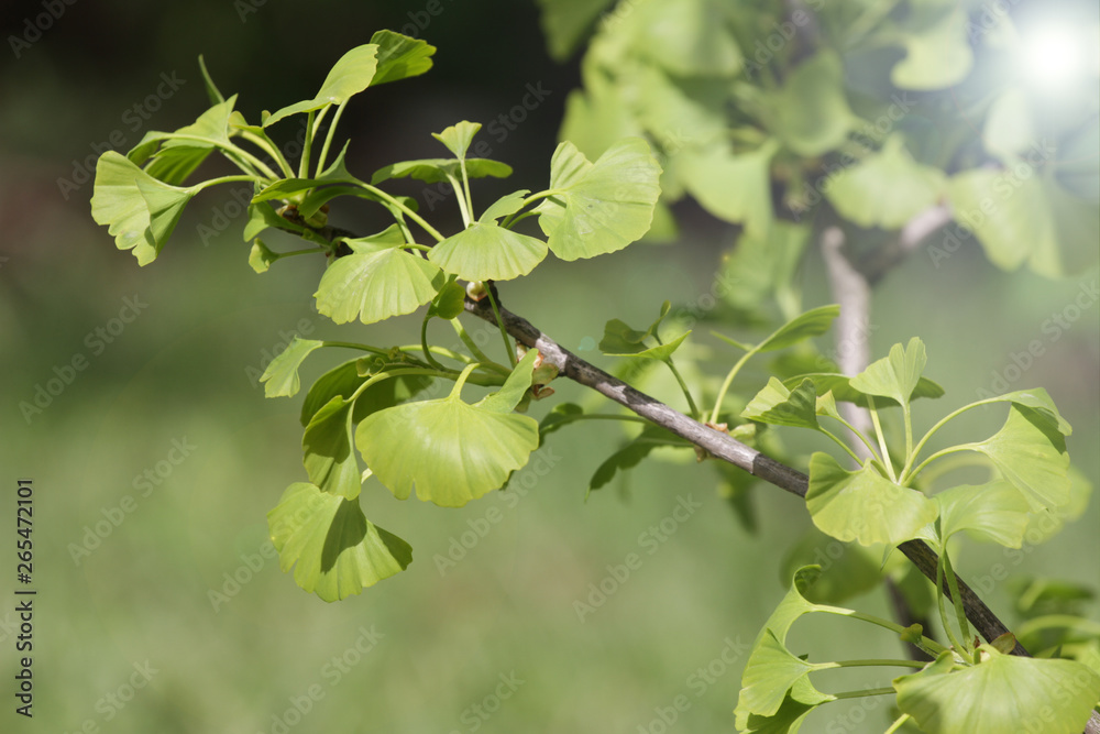 Ginko biloba. Young Ginko biloba tree with leaves. Ginko biloba leaf. Floral pattern. Smart herbal concept. Close up. Copy space. 
